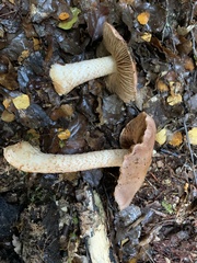 Cortinarius alboroseus
