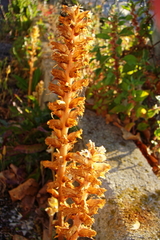 Orobanche