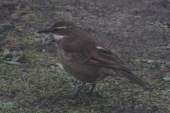 Cinclodes albidiventris