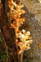 Orobanche