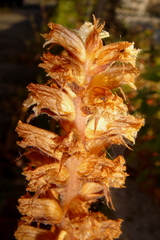 Orobanche