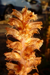 Orobanche