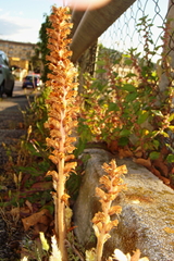 Orobanche