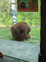 Pongo