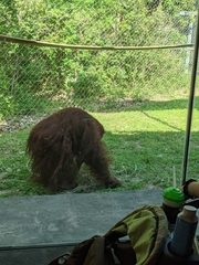 Pongo