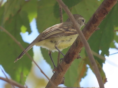 Camptostoma obsoletum