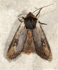 Xylena cineritia