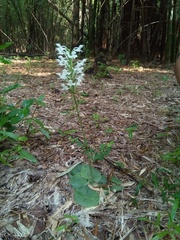 Habenaria roxburghii