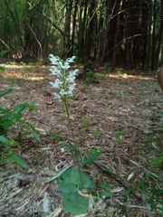 Habenaria roxburghii