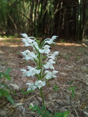 Habenaria roxburghii
