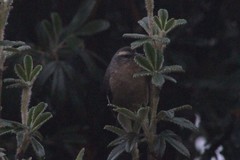 Conirostrum cinereum