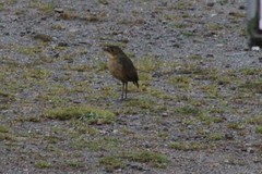 Grallaria quitensis