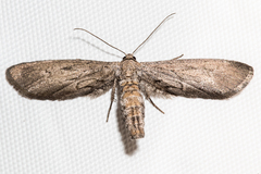 Glaucina interruptaria