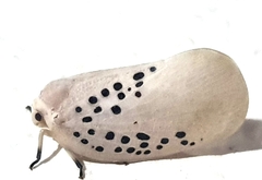 Poekilloptera phalaenoides