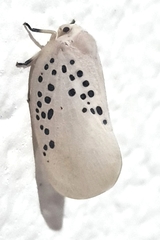 Poekilloptera phalaenoides