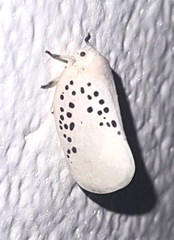 Poekilloptera phalaenoides