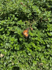 Danaus plexippus