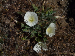 Calystegia subacaulis subacaulis