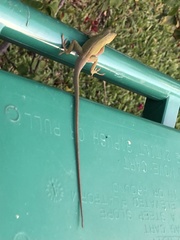 Anolis carolinensis