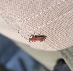 Holopleura marginata