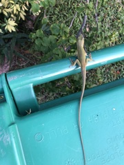 Anolis carolinensis