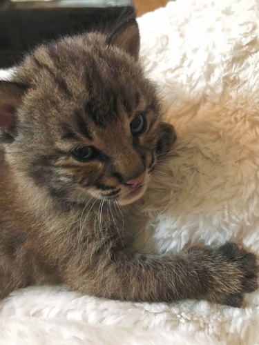 Bobcat photographed in Tennessee