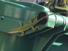 Anolis carolinensis