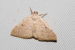 Taeniogramma