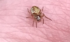 Araneus sturmi