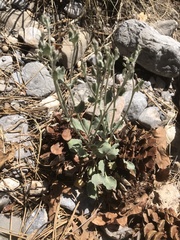 Eriogonum panamintense