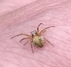 Araneus sturmi