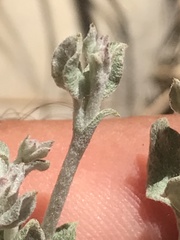 Eriogonum panamintense