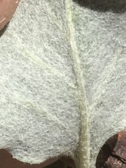 Eriogonum panamintense