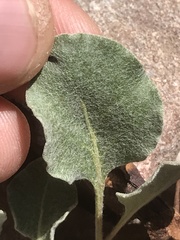 Eriogonum panamintense