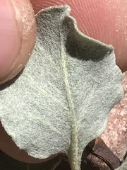 Eriogonum panamintense