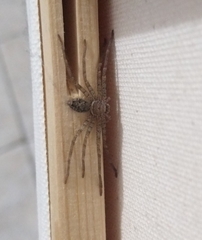 Heteropoda venatoria