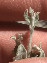 Eriogonum panamintense