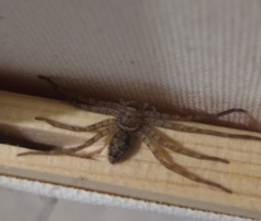 Heteropoda venatoria