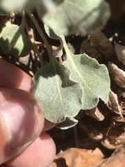 Eriogonum panamintense
