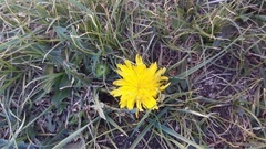 Taraxacum officinale