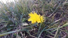 Taraxacum officinale