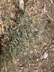 Astragalus aequalis