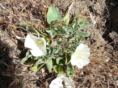 Calystegia subacaulis subacaulis