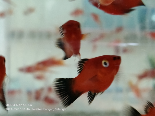 Platy