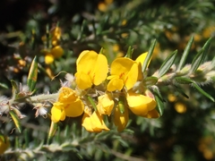 Aotus lanigera