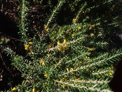 Aotus lanigera
