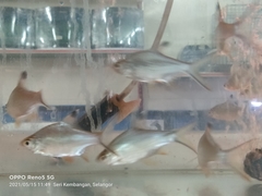 Barbonymus schwanefeldii