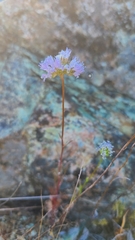 Gilia capitata capitata