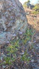 Gilia capitata capitata