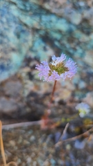 Gilia capitata capitata